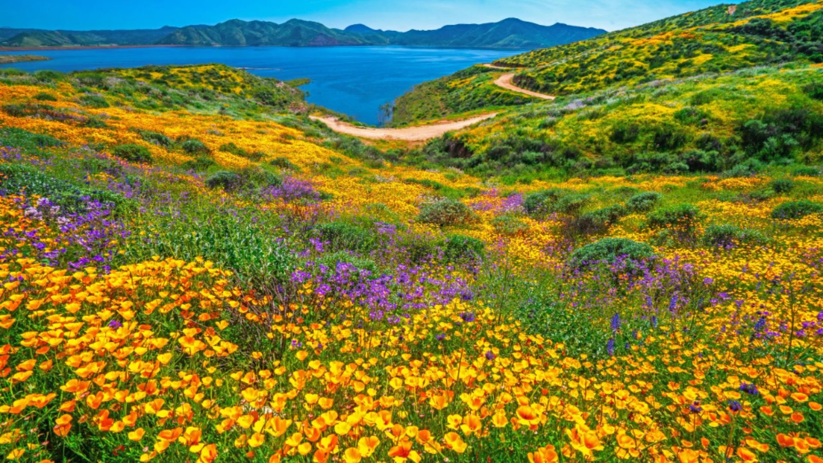 Wildflowers in California