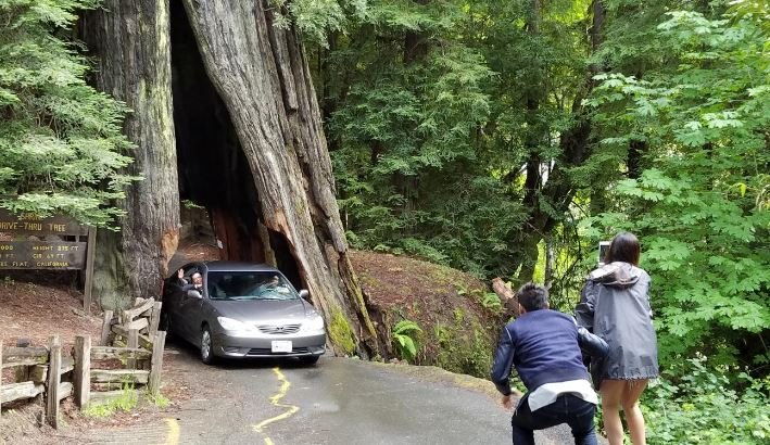 California earthquakes and redwoods