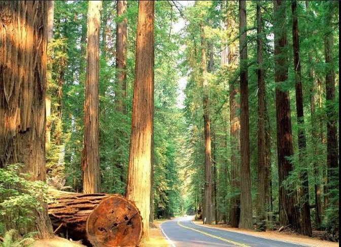 California's Redwood Giants & Shaking Shores