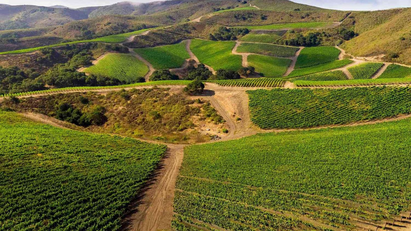 California's Vineyard