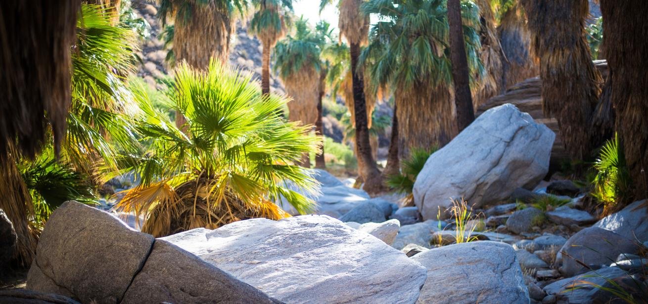 Coachella Valley Beats: The Soundtrack of California's Desert Oasis