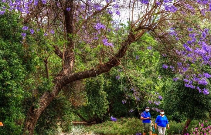 Exploring California’s Botanical Gardens and Arboretums.