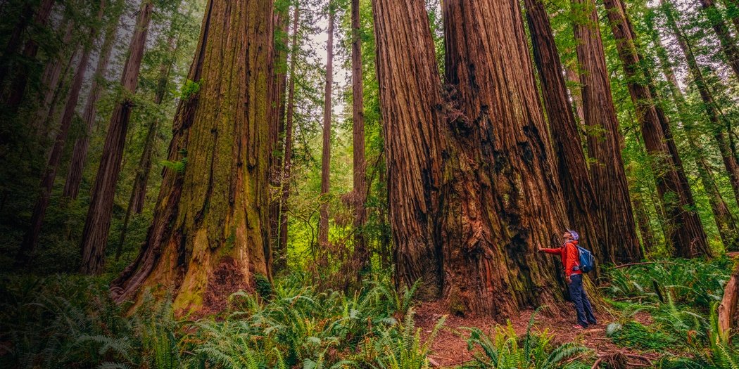 Exploring the Majestic Redwood Forests of Northern California