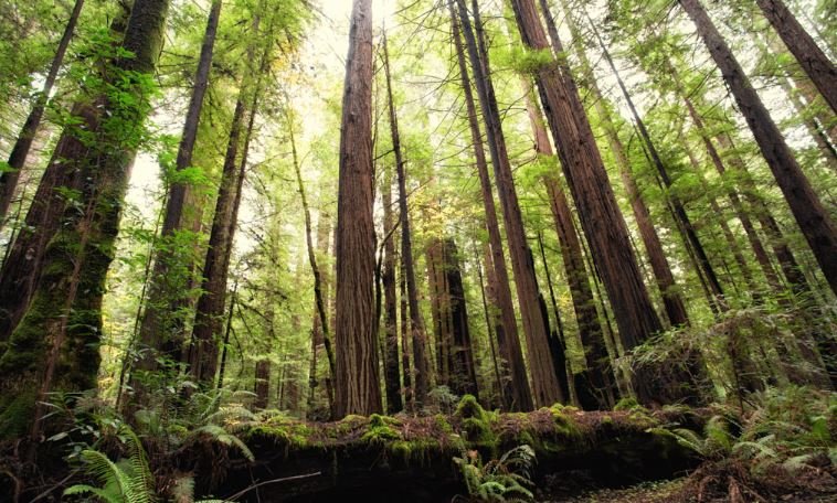 death valley and redwoods 