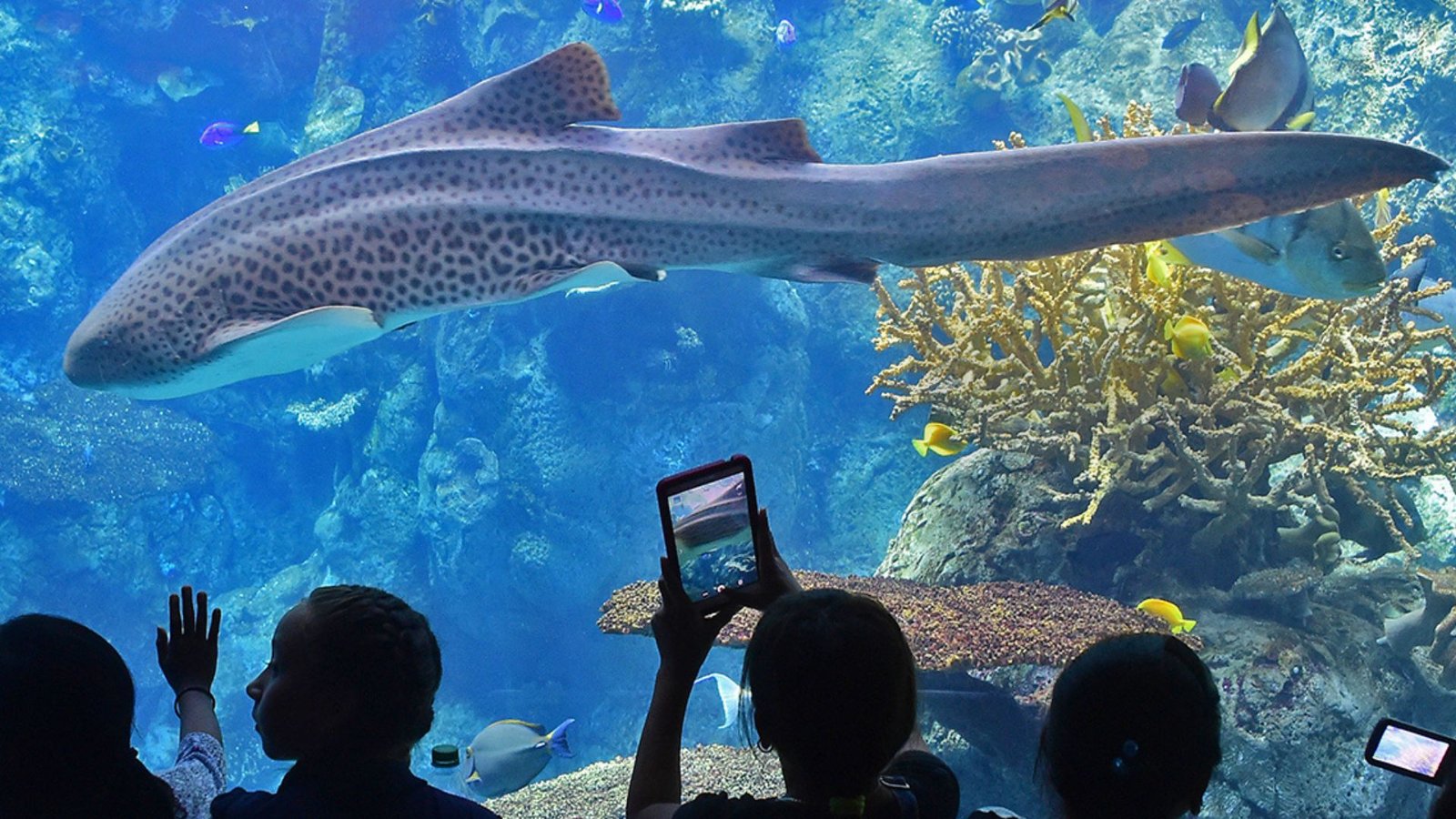 Children Visiting California's Aquarium