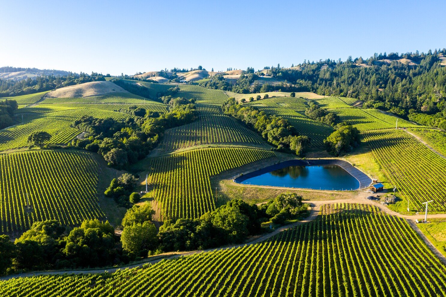 Wine Tasting in Napa Valley