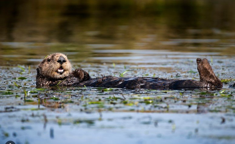 Essential Facts About California's Diverse Ecosystems